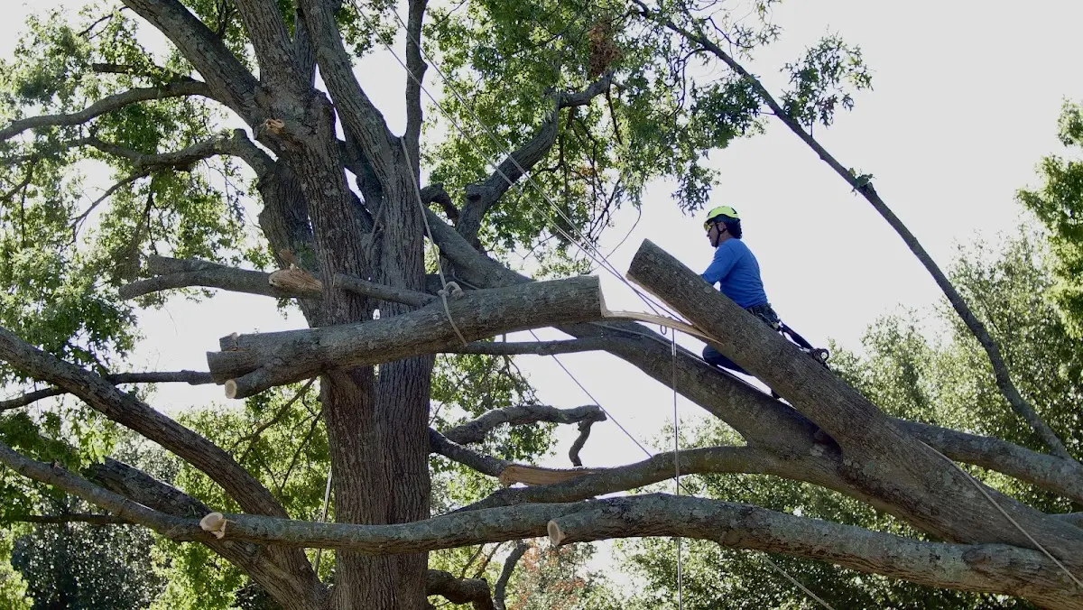 Professional Crown Thinning performed by certified arborists in Browning